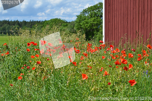 Image of Poppies at red barn