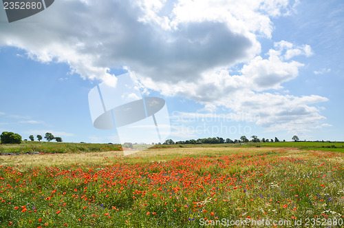 Image of Cloud over field with poppies