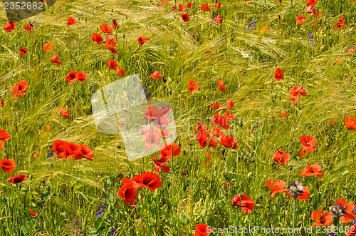 Image of Background of grain an poppies