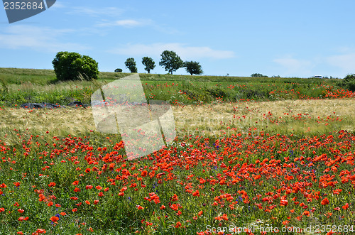 Image of Grain field with poppies