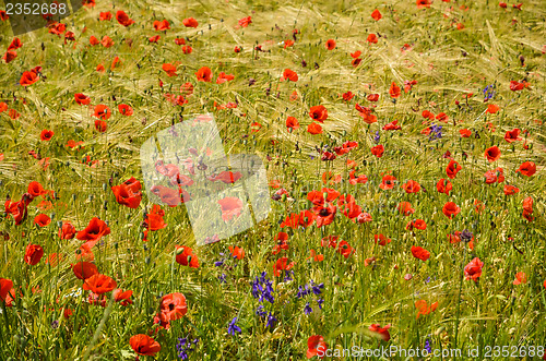 Image of Poppies all over