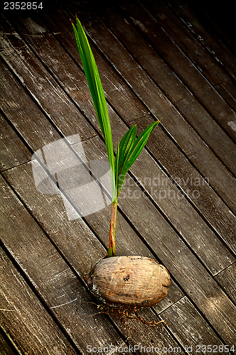 Image of Coconut  Sprouting 