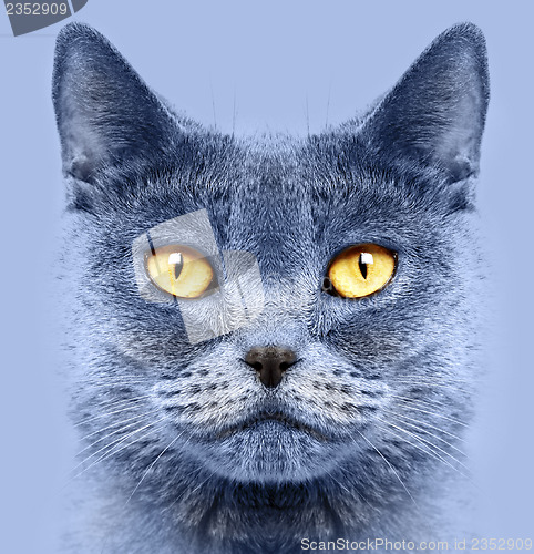 Image of British short hair cat 