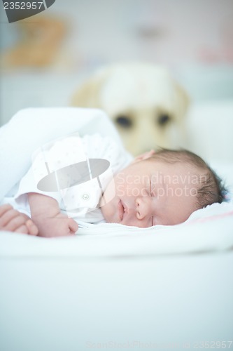 Image of Dog Guarding Sleeping Baby