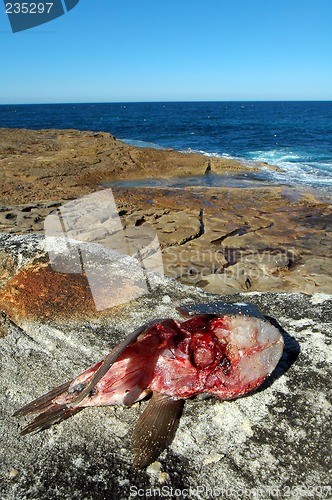 Image of dead fish