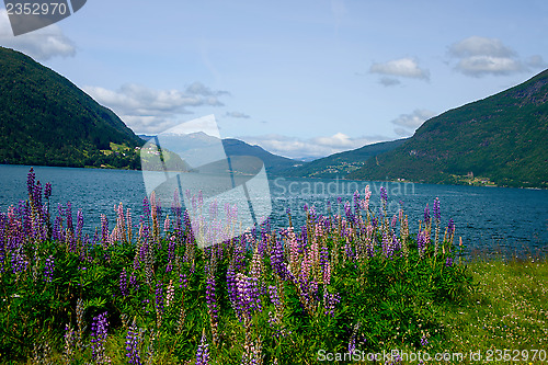 Image of Summer in the fjords of Norway