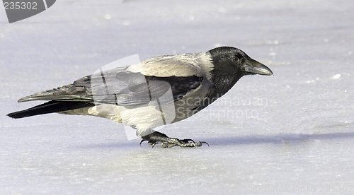 Image of Hooded Crow