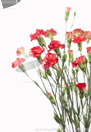 Image of Red carnation flowers