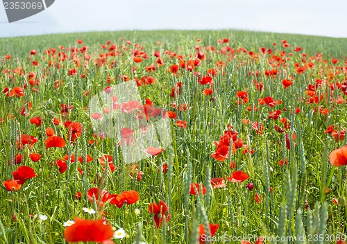 Image of field of poppies