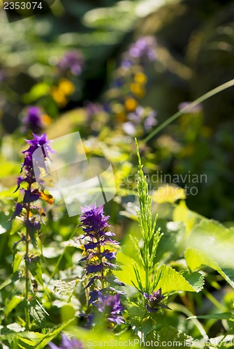 Image of Field of wildflowers