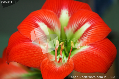 Image of red flower detail