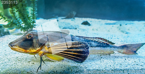 Image of Fish