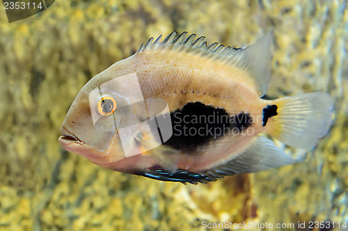 Image of Fish