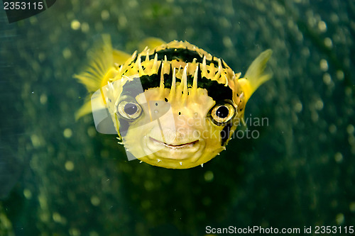 Image of Porcupine fish