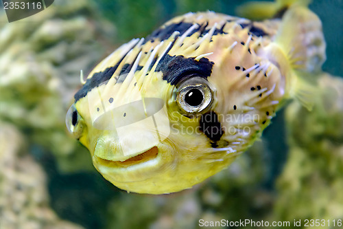 Image of Porcupine fish