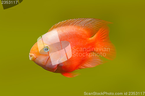 Image of Red fish