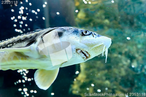 Image of Sturgeon