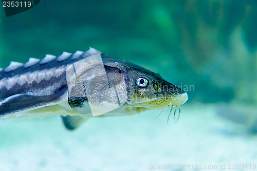 Image of Sturgeon