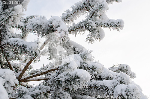Image of pine tree branch covered with hoarfrost  
