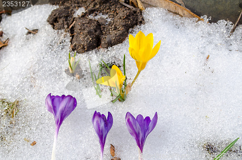 Image of yellow crocus flower grow snow blue bloom spring 