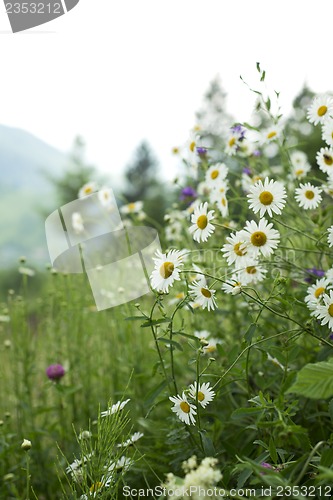 Image of field of camomiles