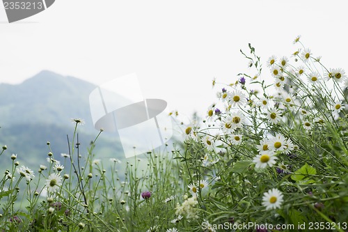 Image of field of camomiles