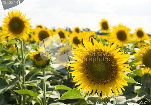 Image of field of sunflowers