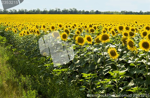 Image of field of sunflowers