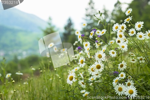 Image of field of camomiles