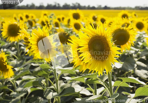 Image of field of sunflowers