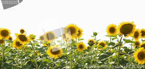 Image of field of sunflowers