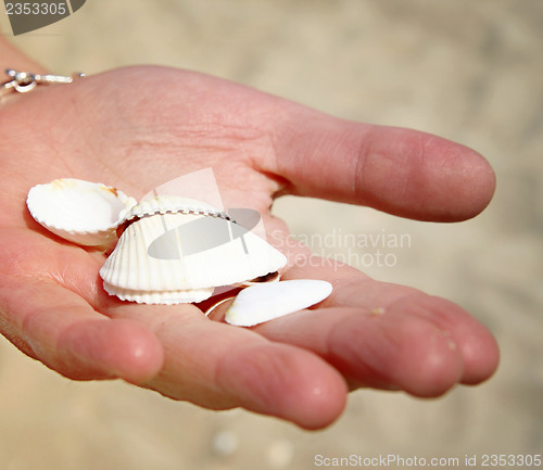 Image of Scallop