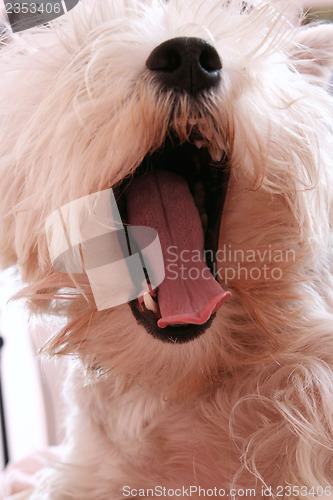 Image of Dog yawning