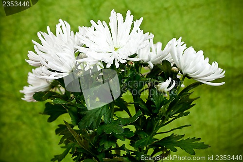 Image of chrysanthemum flower plant