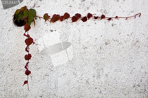 Image of ivy leaves frame on wall 