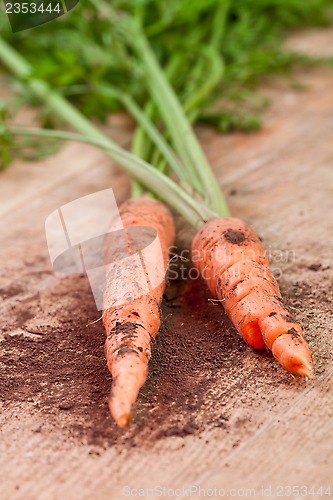 Image of fresh carrots bunch