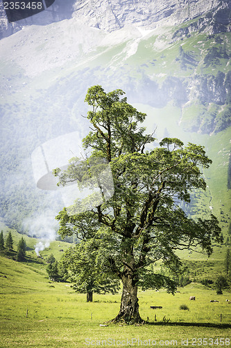 Image of Tree with smoke in alps