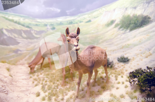 Image of miniature camel