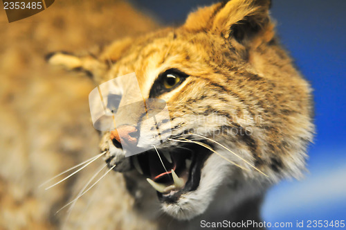 Image of angry cougar 