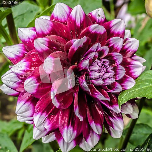 Image of Close up photo of a red and white dahlia flower