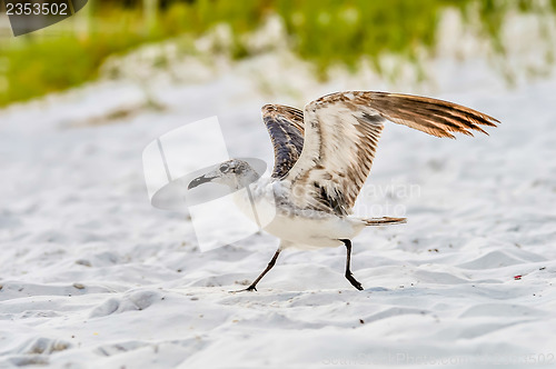 Image of seagulls on beach sand