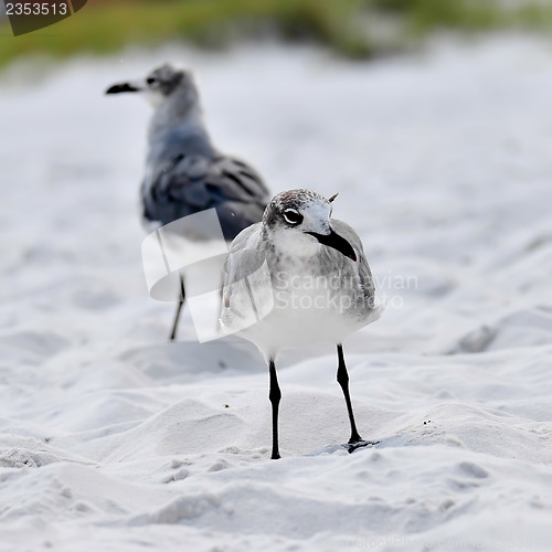 Image of seagulls on beach sand