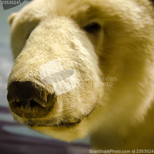 Image of a portrait of a polar bear