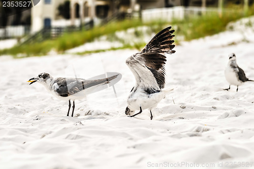 Image of seagulls on beach sand