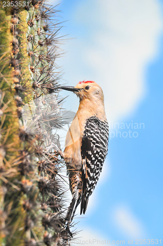 Image of Gila Woodpecker on Saguaro Cactus Flower