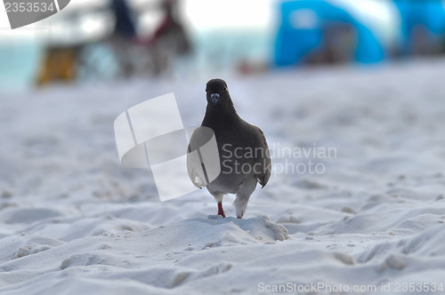 Image of pigeon walking on beach sand