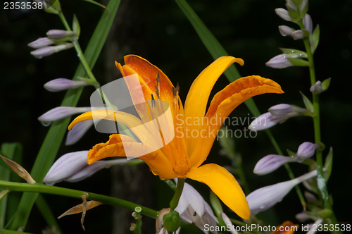 Image of Orange bud of day-lily flower