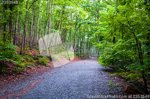 Image of hiking forest path through thick woods