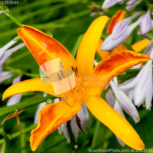 Image of Orange bud of day-lily flower