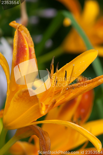 Image of Orange bud of day-lily flower